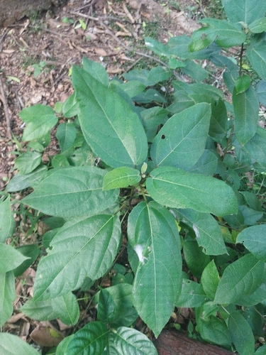 Ficus exasperata (Ficus exasperata)