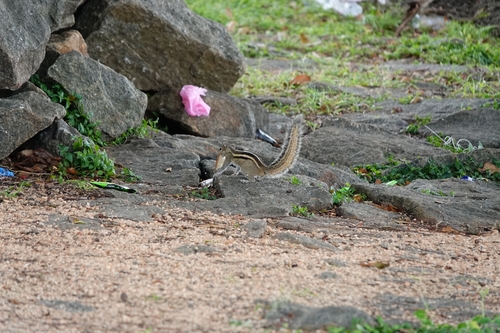Three-striped Palm Squirrel