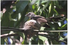 Rhipidura nigritorquis