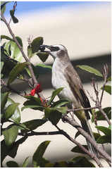 Pycnonotus goiavier