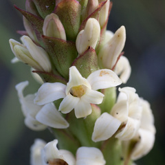 Satyrium stenopetalum