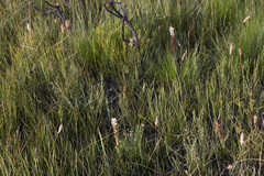 Satyrium stenopetalum