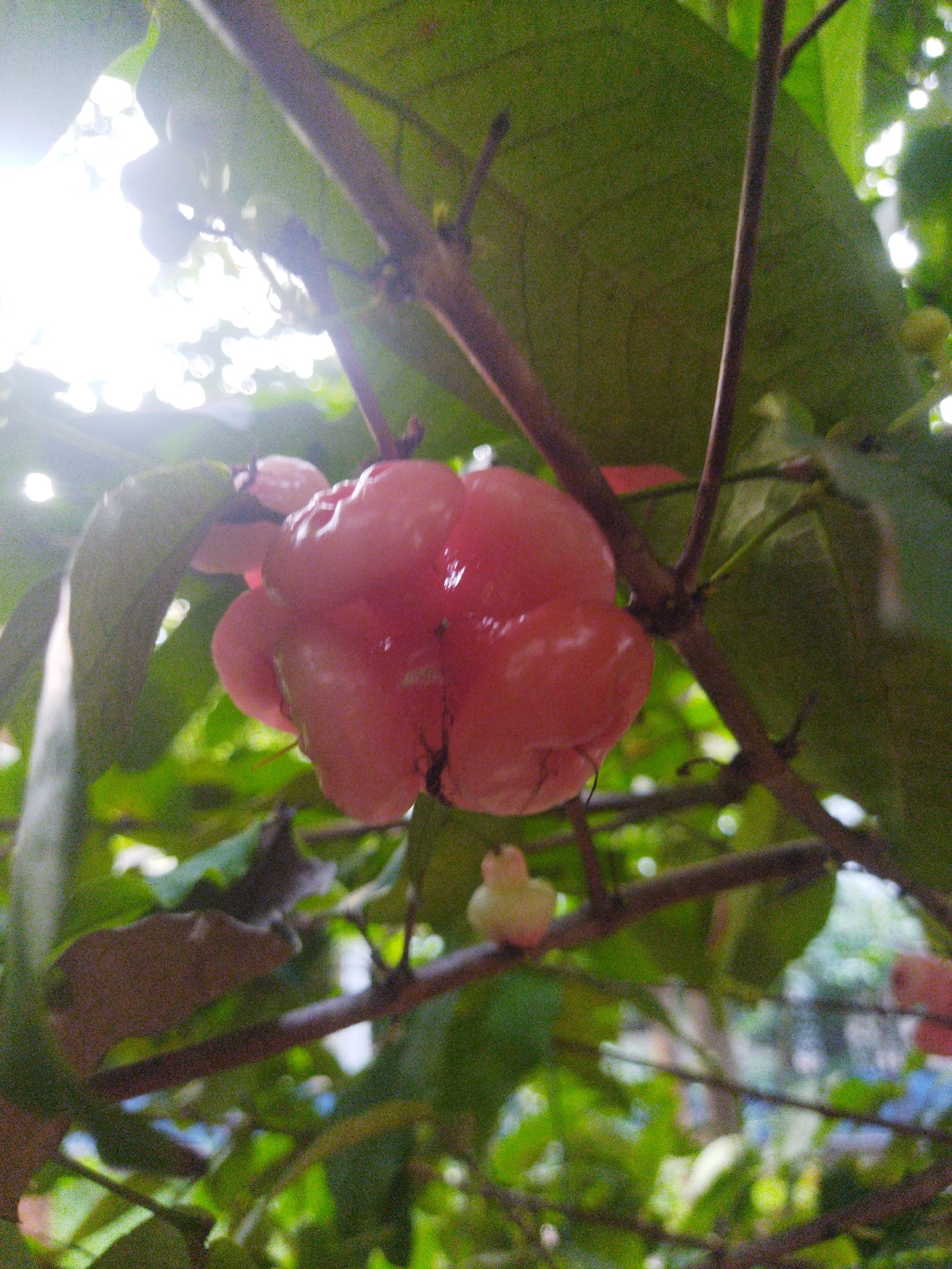 Foto de Syzygium aqueum (Burm.fil.) Alston