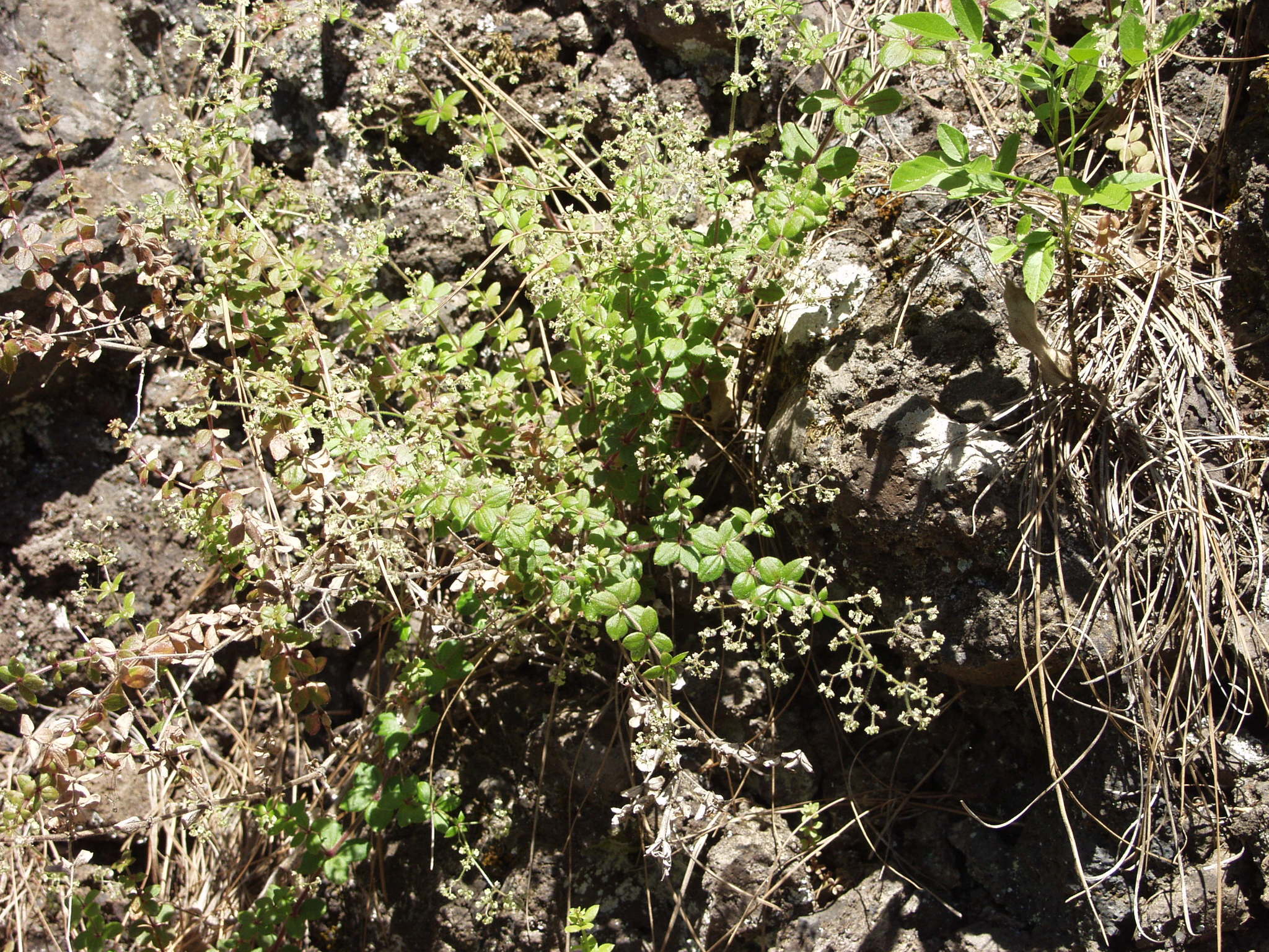 Galium scabrum