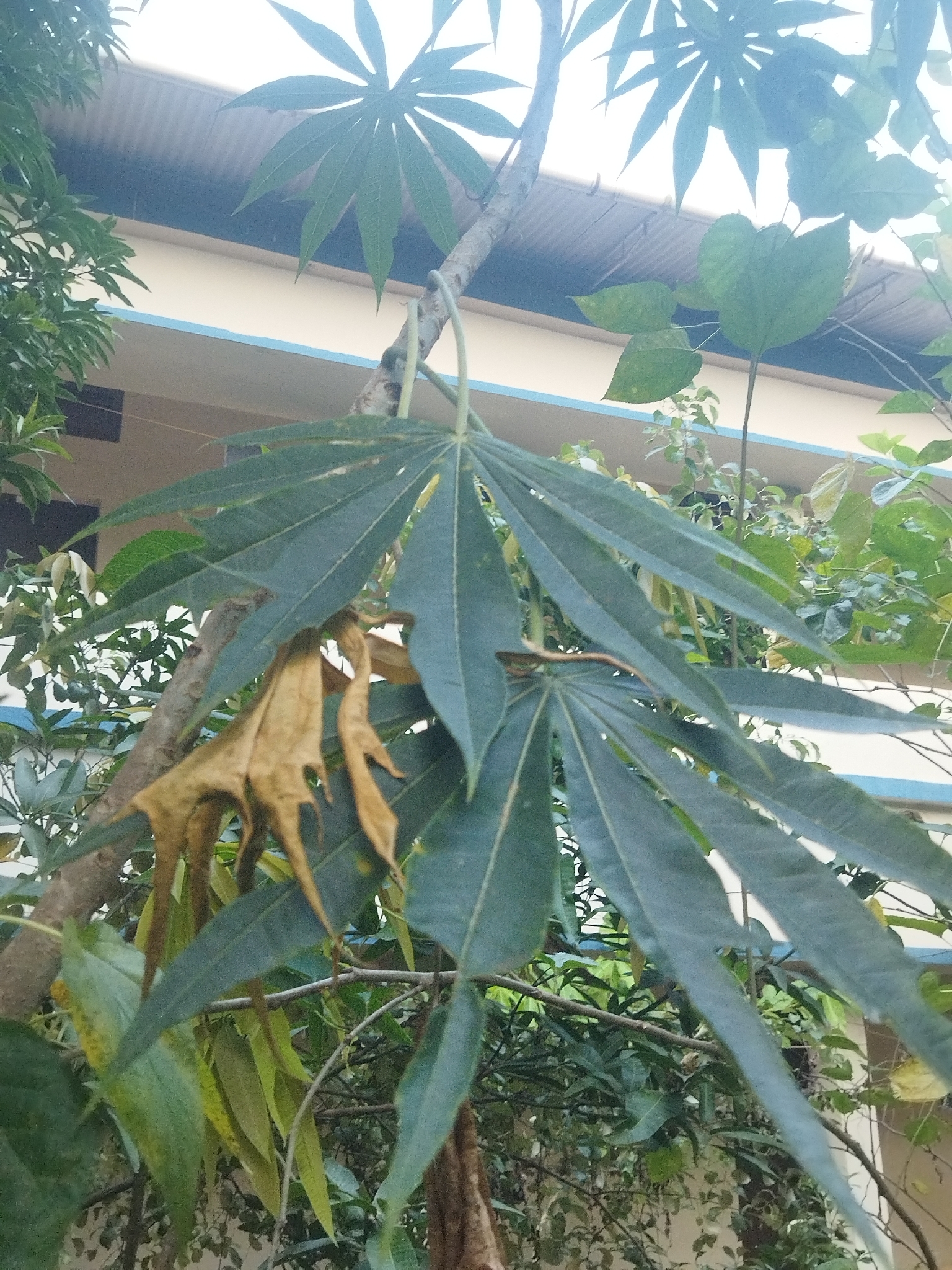 Coralbush (Jatropha multifida)