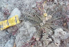 Sonchus novae-zelandiae