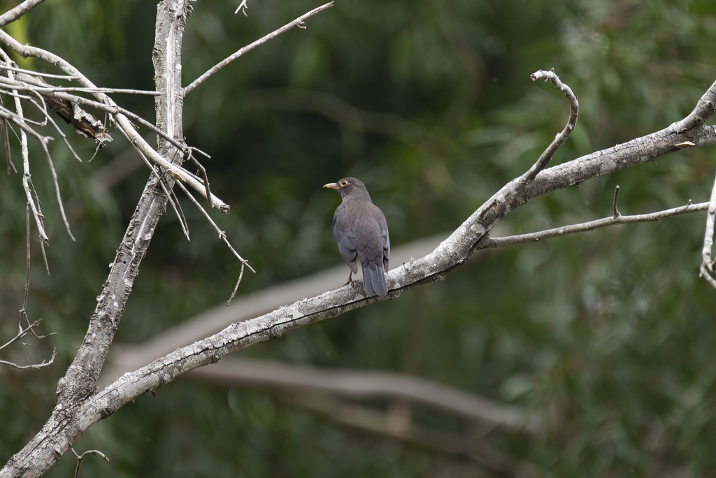 Chinese Blackbird from 中国福州市晋安区575P+FVW 邮政编码: 350021 on December 9 ...