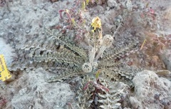 Sonchus novae-zelandiae