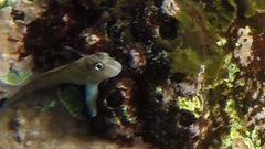 Ophioblennius steindachneri