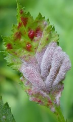Dysaphis crataegi