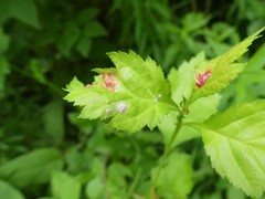 Dysaphis crataegi