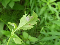 Dysaphis crataegi