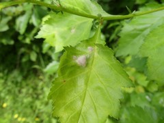 Dysaphis crataegi