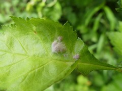 Dysaphis crataegi