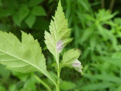 Dysaphis crataegi