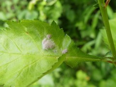 Dysaphis crataegi