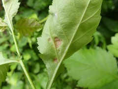 Dysaphis crataegi