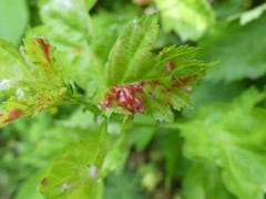 Dysaphis crataegi
