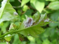 Dysaphis crataegi