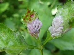 Dysaphis crataegi