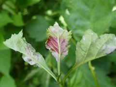 Dysaphis crataegi
