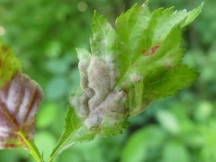 Dysaphis crataegi
