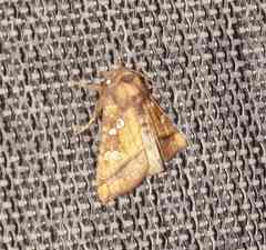 Papaipema harrisii