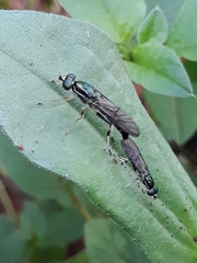 Merosargus