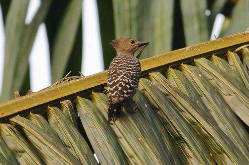 Buff-rumped Woodpecker (Meiglyptes grammithorax), photo 8