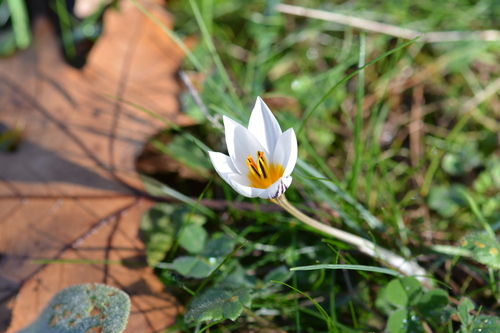 Crocus melantherus, photograph 1