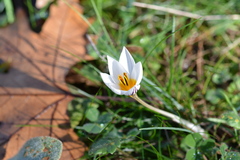 Crocus melantherus, photograph (c) Pantazi Katerina, some rights reserved (CC BY)