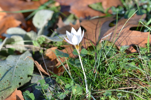 Crocus melantherus