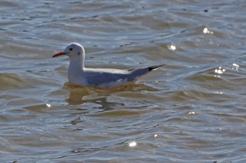 Gaviota picofina (Chroicocephalus genei)