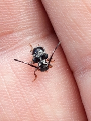 Tessarecphora arachnoides