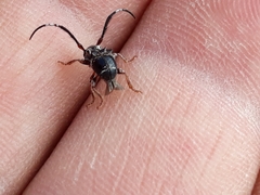 Tessarecphora arachnoides