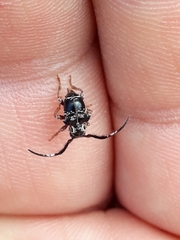 Tessarecphora arachnoides