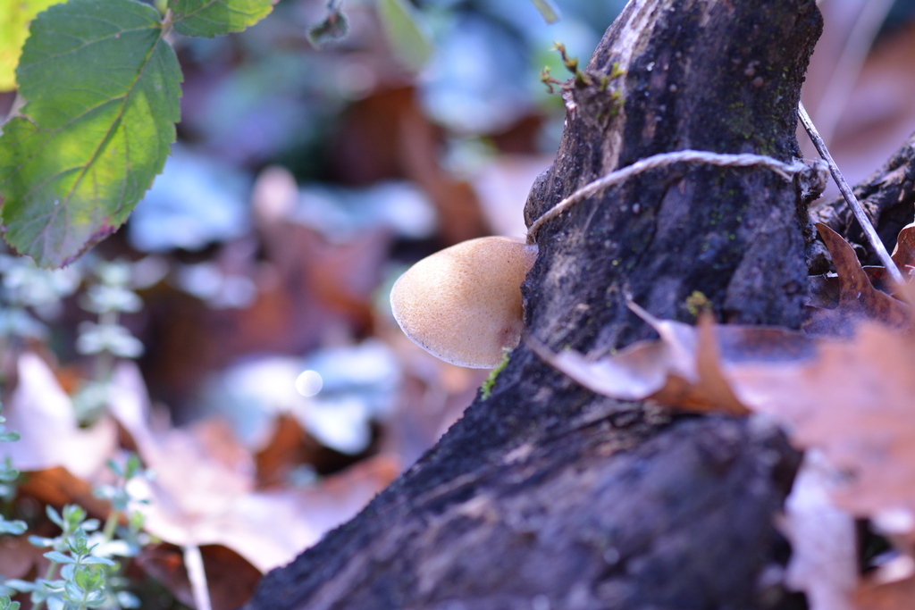 Crepidotus calolepis · December 2025 · photo: © pantazi1 (iNaturalist, CC)