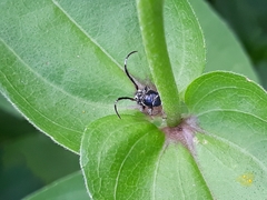 Tessarecphora arachnoides