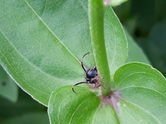 Tessarecphora arachnoides