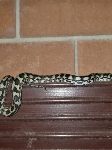Jungle Carpet Python sighting