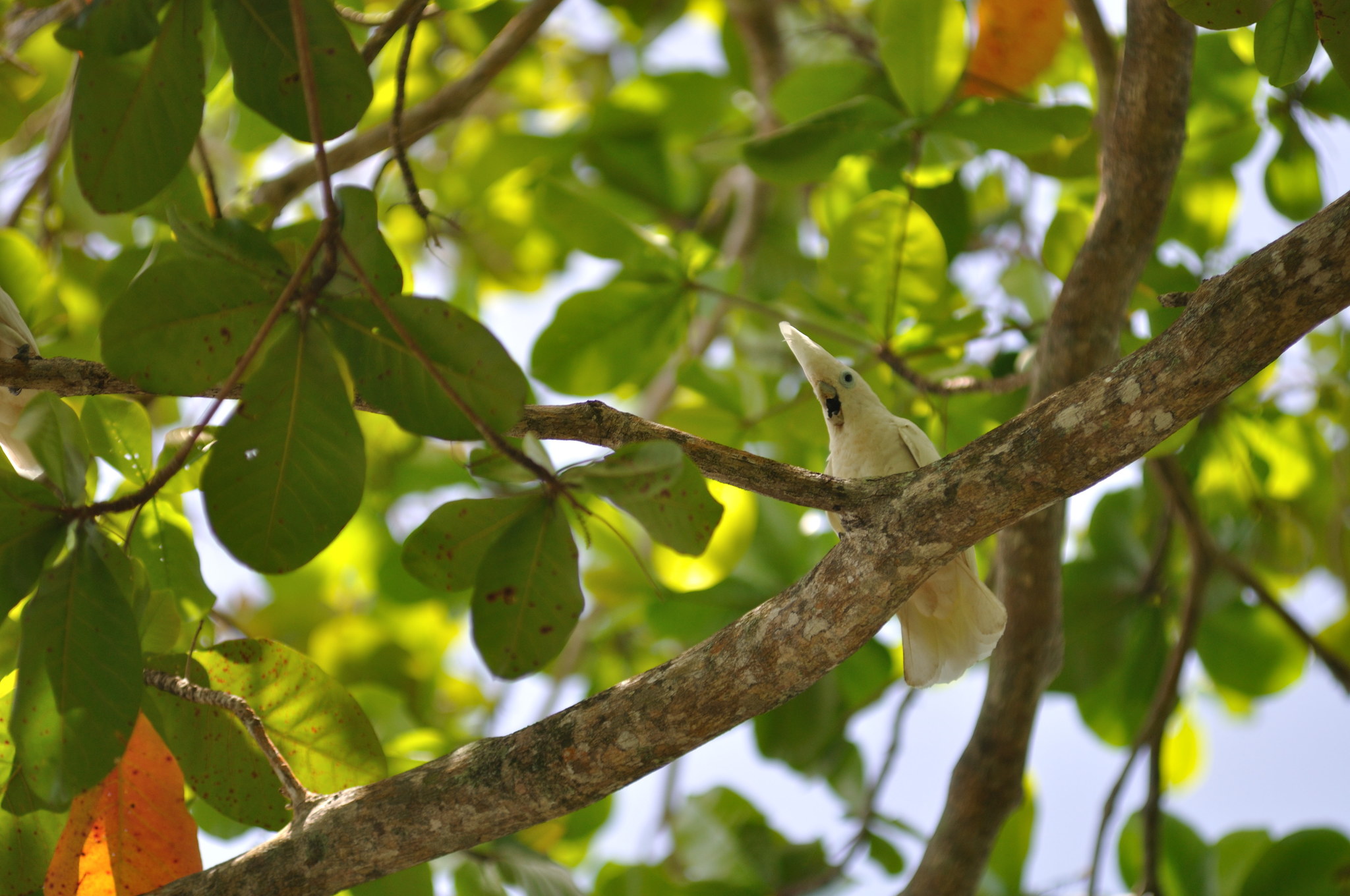 Solomons Corella (Cacatua ducorpsii), photo 1