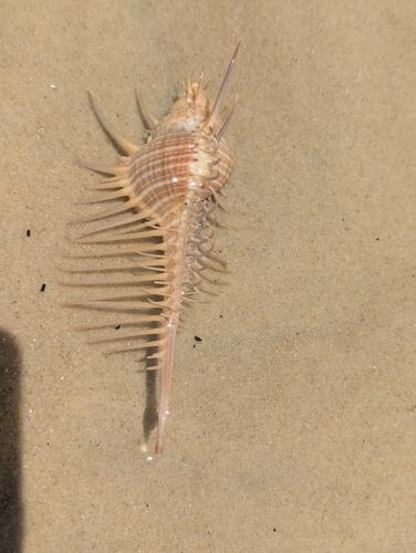 Murex pecten observed 2025-12-09