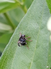 Tessarecphora arachnoides