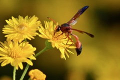 Delta dimidiatipenne