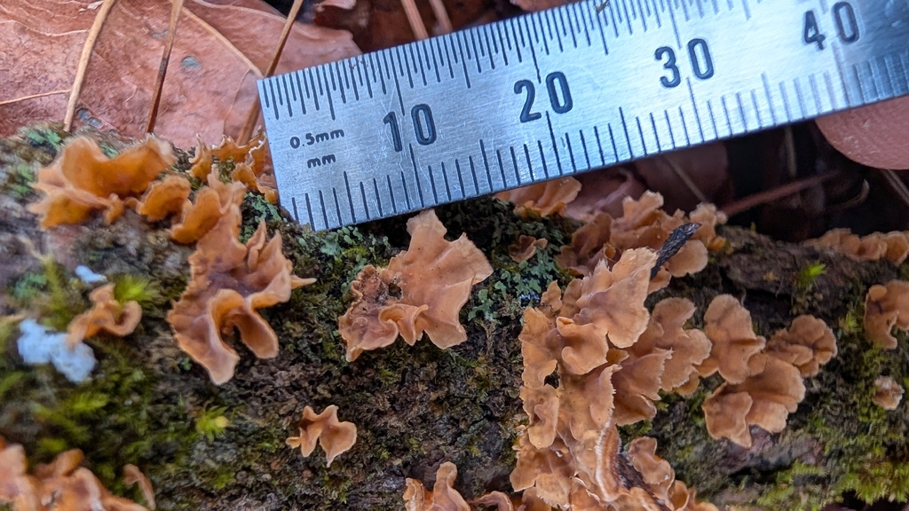 Stereum complicatum · December 2025 · photo: © deslinger (iNaturalist, cc-by)