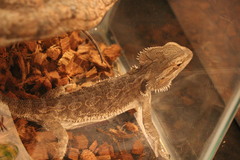 Pogona