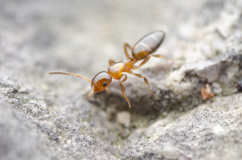 Stigmacros debilisStigmacros debilis