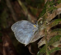 Dismorphia crisia foedora
