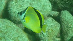 Johnrandallia nigrirostris