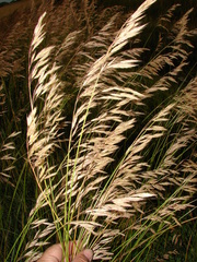 Bromus auleticus